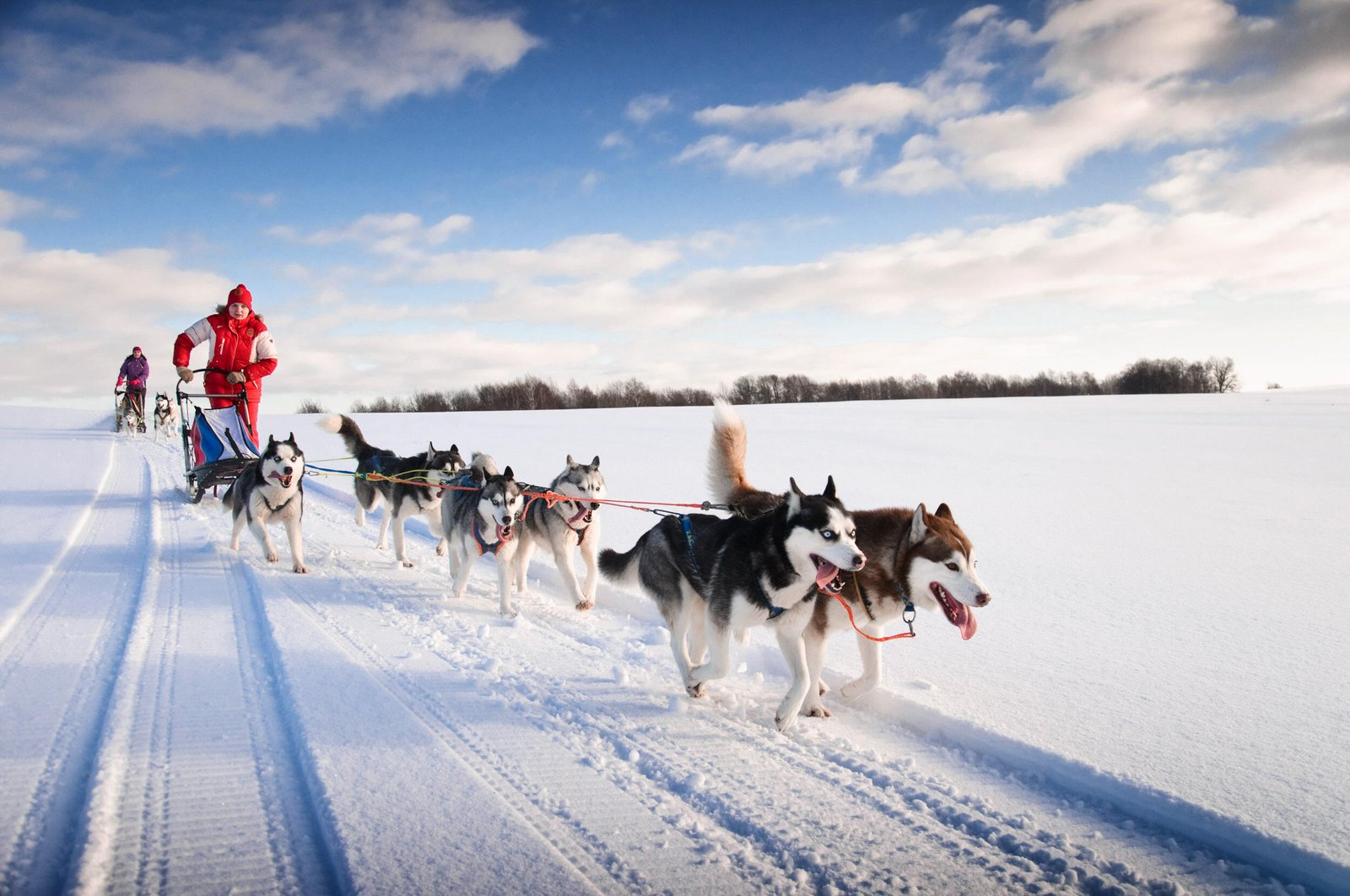 shutterstock_dog-sledding_shore-excursion_18701060